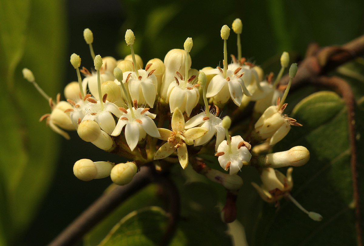 Keetia gueinzii