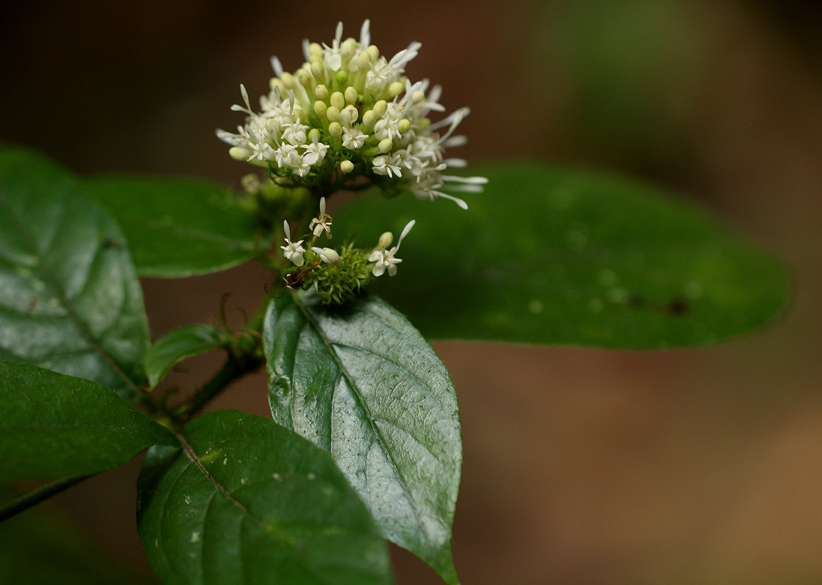 Rutidea orientalis