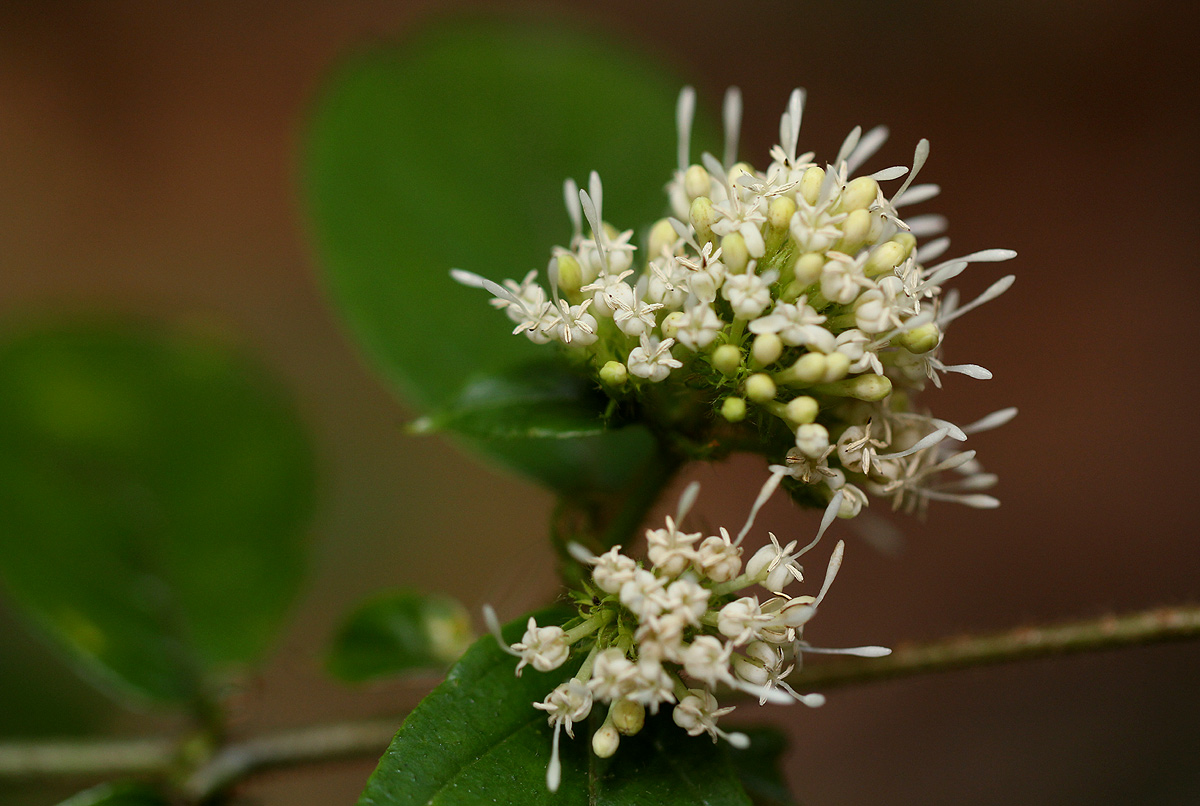 Rutidea orientalis