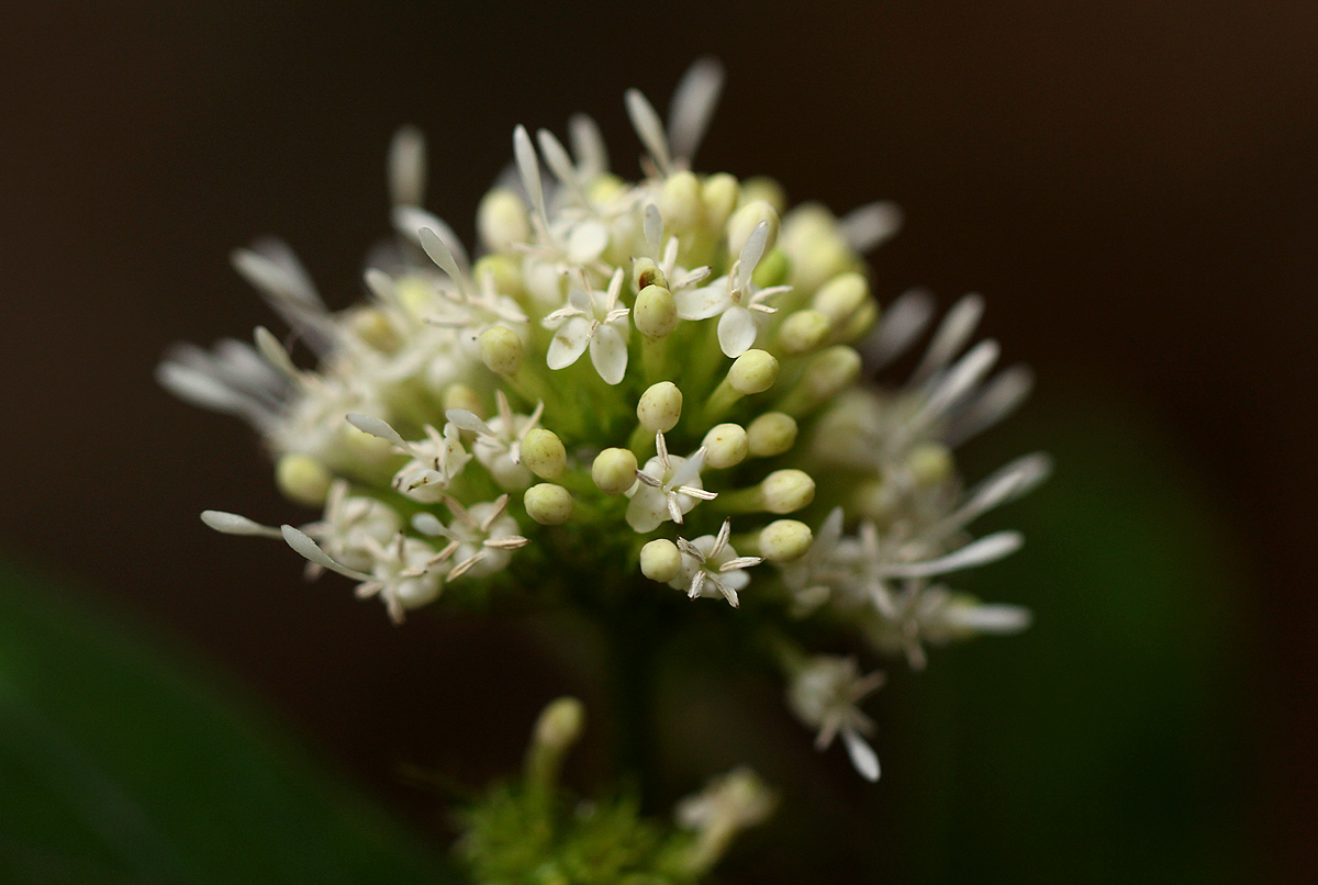 Rutidea orientalis