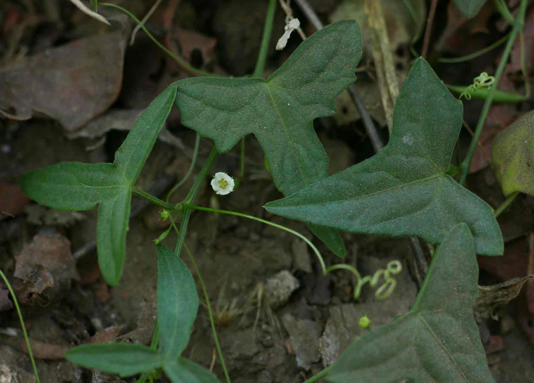 Zehneria tridactyla