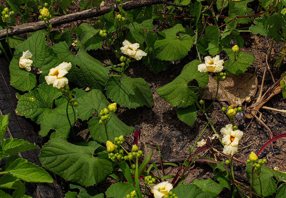 Momordica foetida