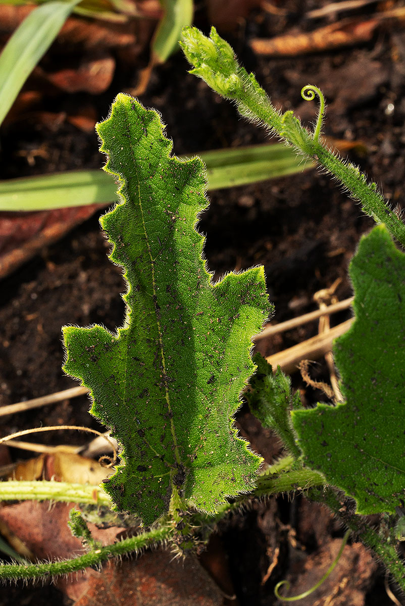 Cucumis hirsutus