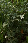 Lagenaria breviflora