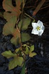 Lagenaria breviflora