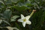 Lagenaria breviflora