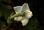 Lagenaria breviflora