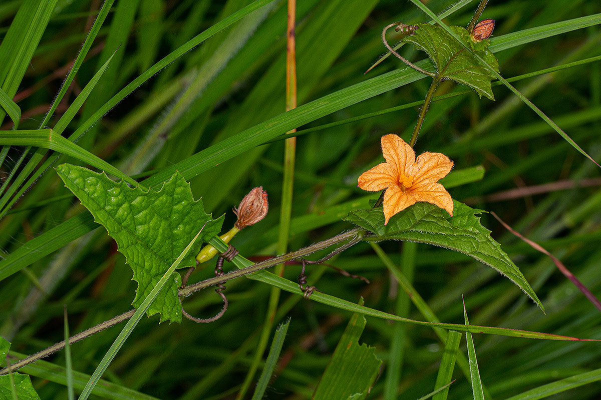 Coccinia adoensis