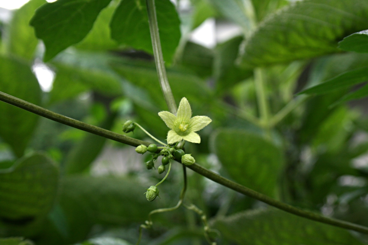 Diplocyclos palmatus