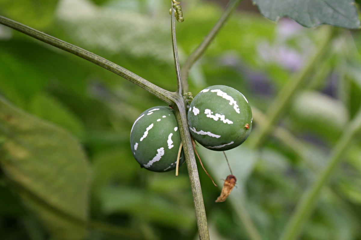 Diplocyclos palmatus