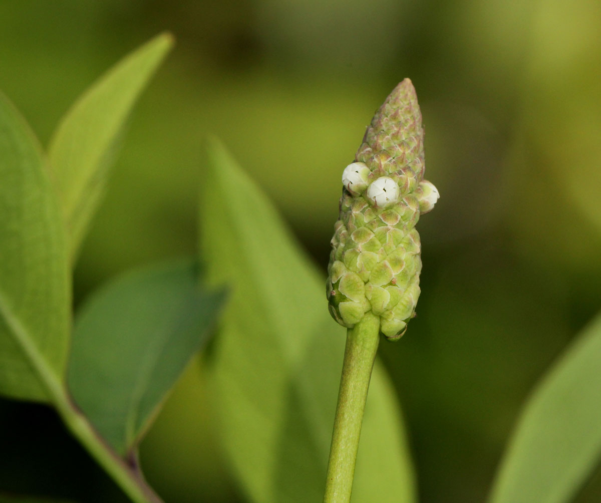 Sphenoclea zeylanica