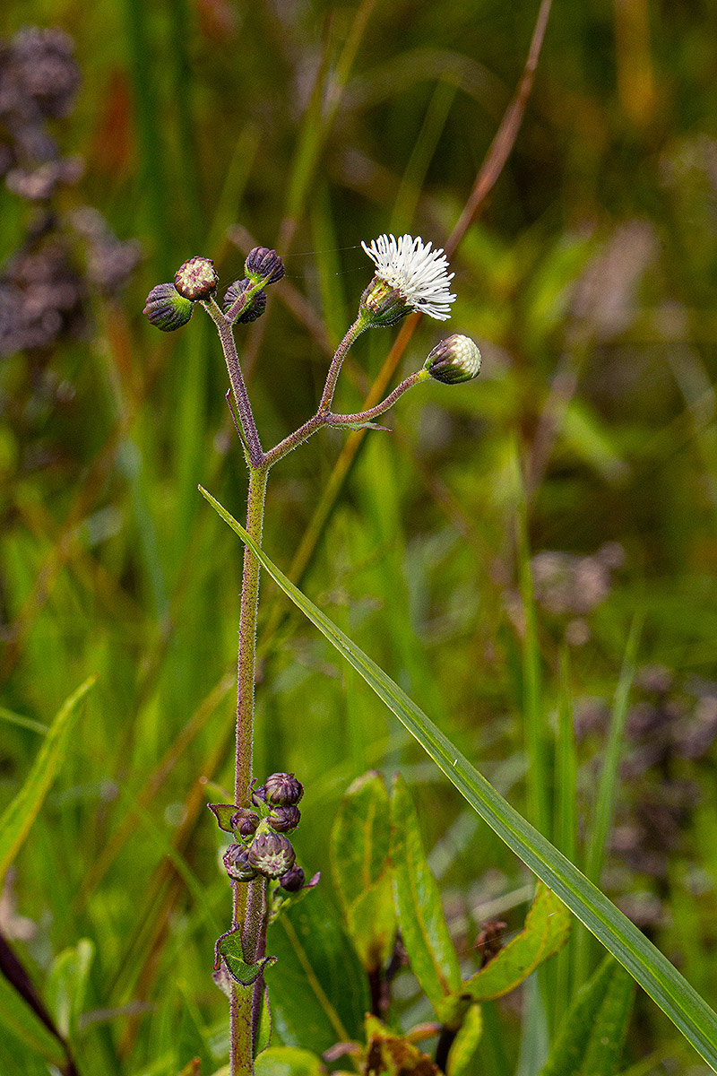 Adenostemma caffrum