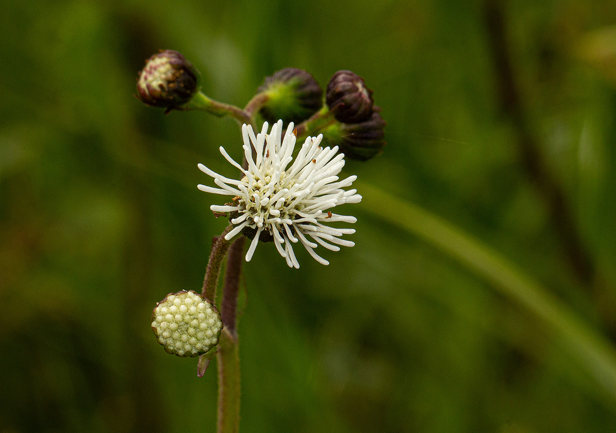 Adenostemma caffrum