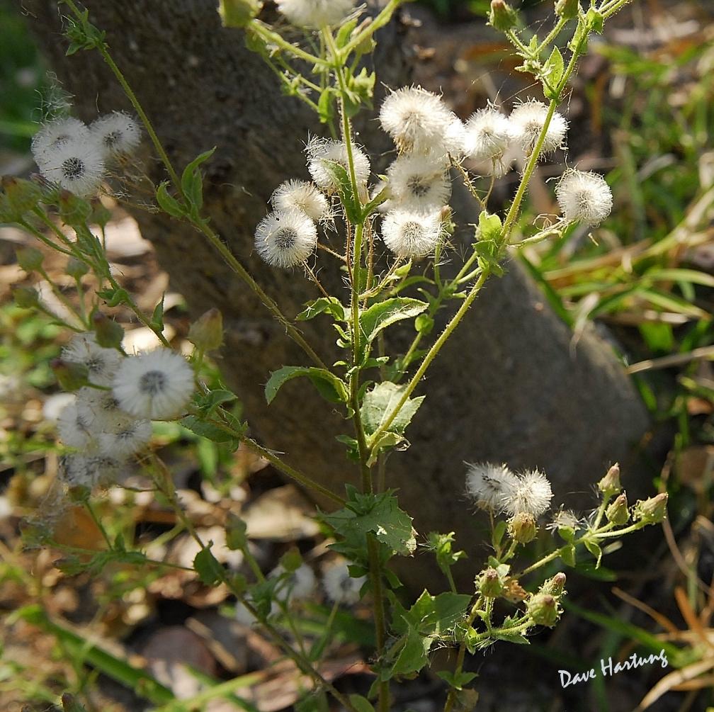 Pseudoconyza viscosa