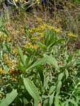 Helichrysum forskahlii