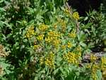 Helichrysum forskahlii