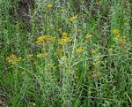 Helichrysum forskahlii