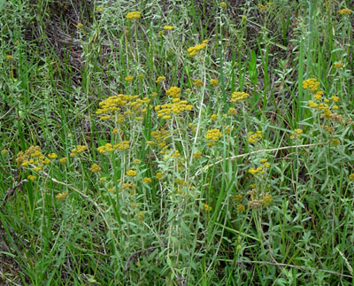 Helichrysum forskahlii