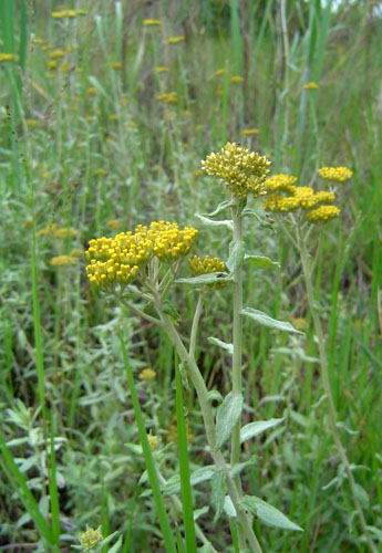 Helichrysum forskahlii