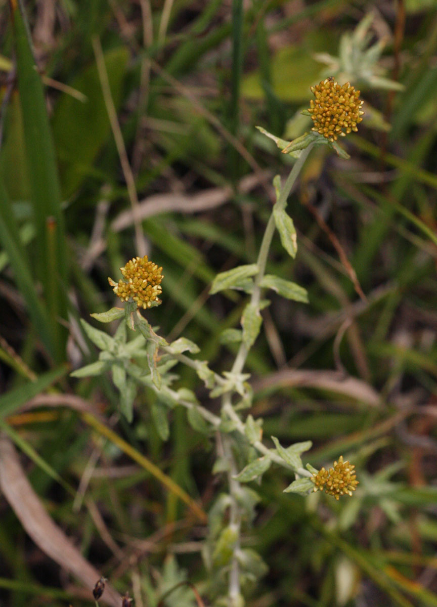 Helichrysum forskahlii