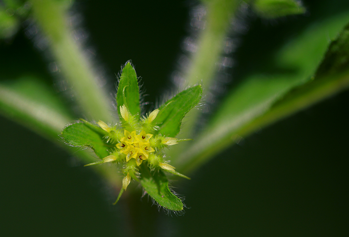 Acanthospermum hispidum