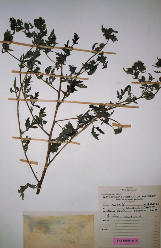 Ambrosia maritima