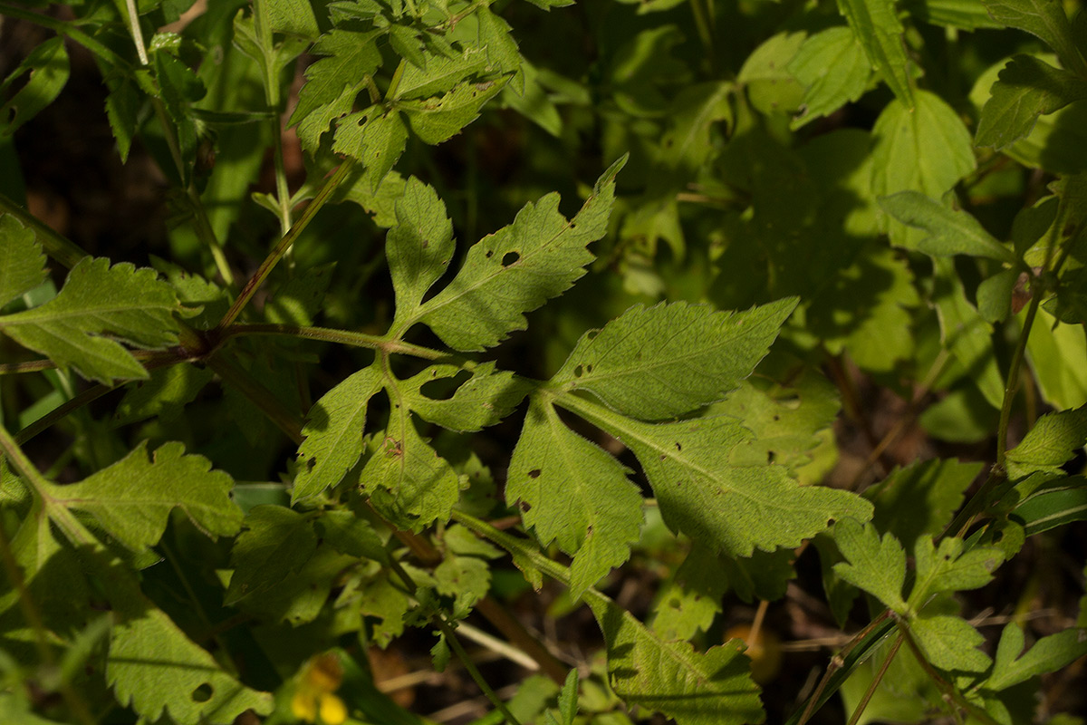 Bidens biternata