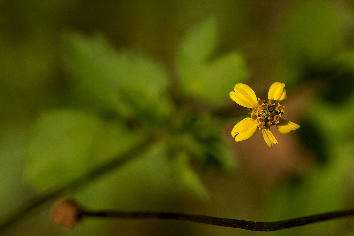 Bidens biternata