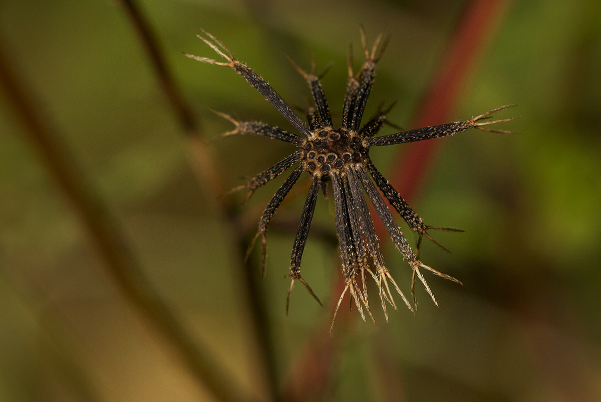 Bidens biternata