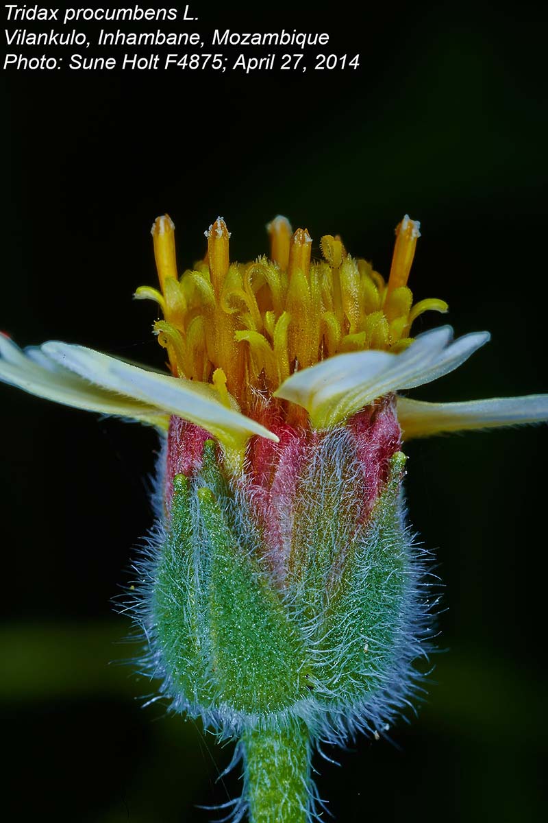 Tridax procumbens