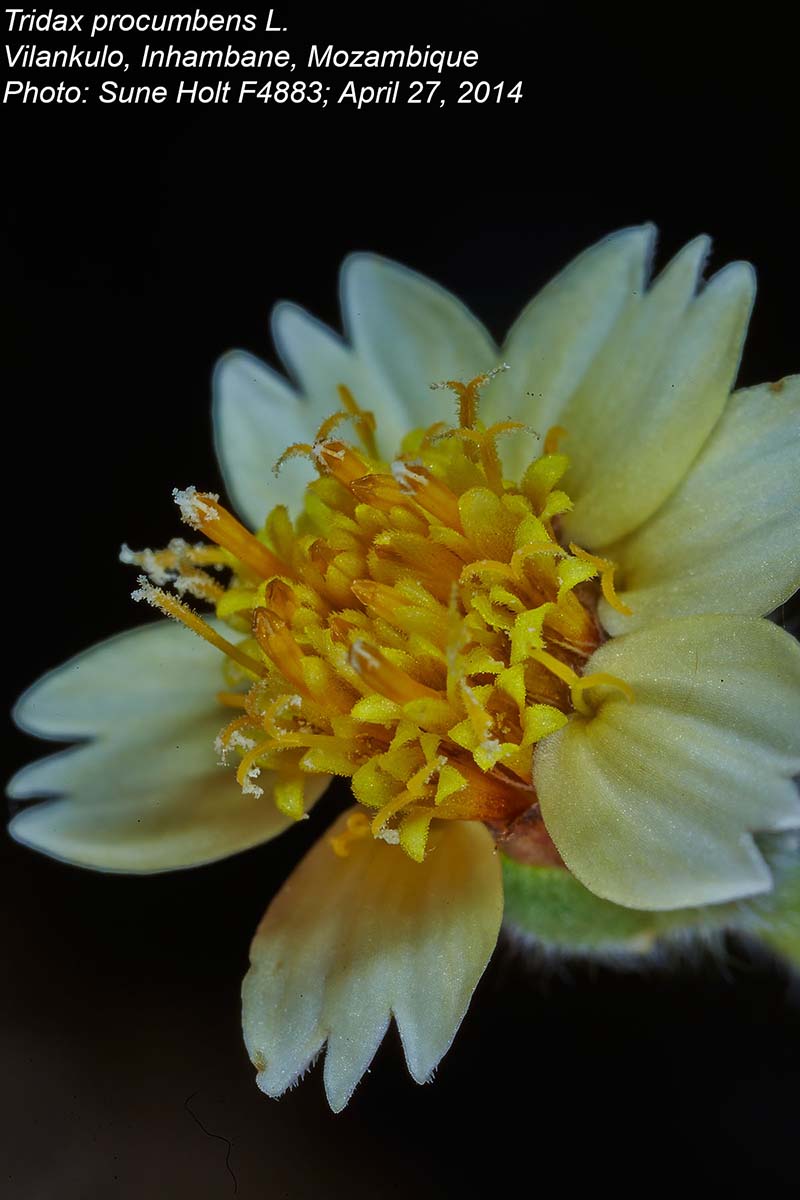 Tridax procumbens