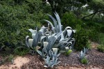 Agave americana