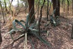 Agave americana