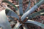 Agave americana