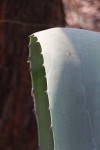 Agave americana