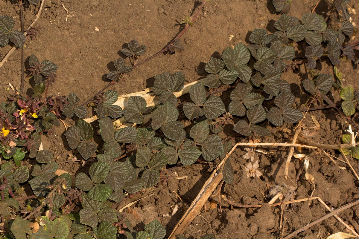 Rhynchosia minima