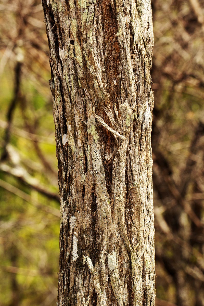 Pseudolachnostylis maprouneifolia