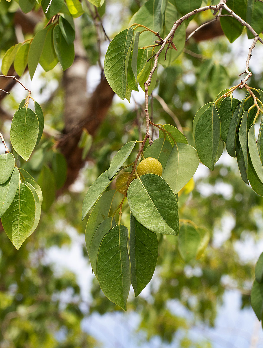 Pseudolachnostylis maprouneifolia