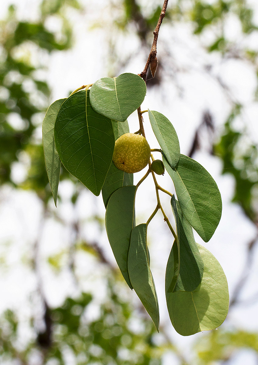 Pseudolachnostylis maprouneifolia