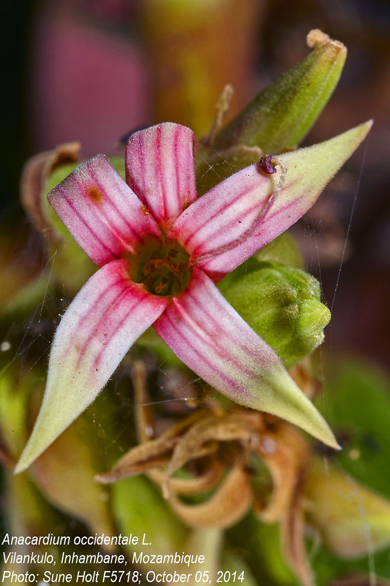 Anacardium occidentale