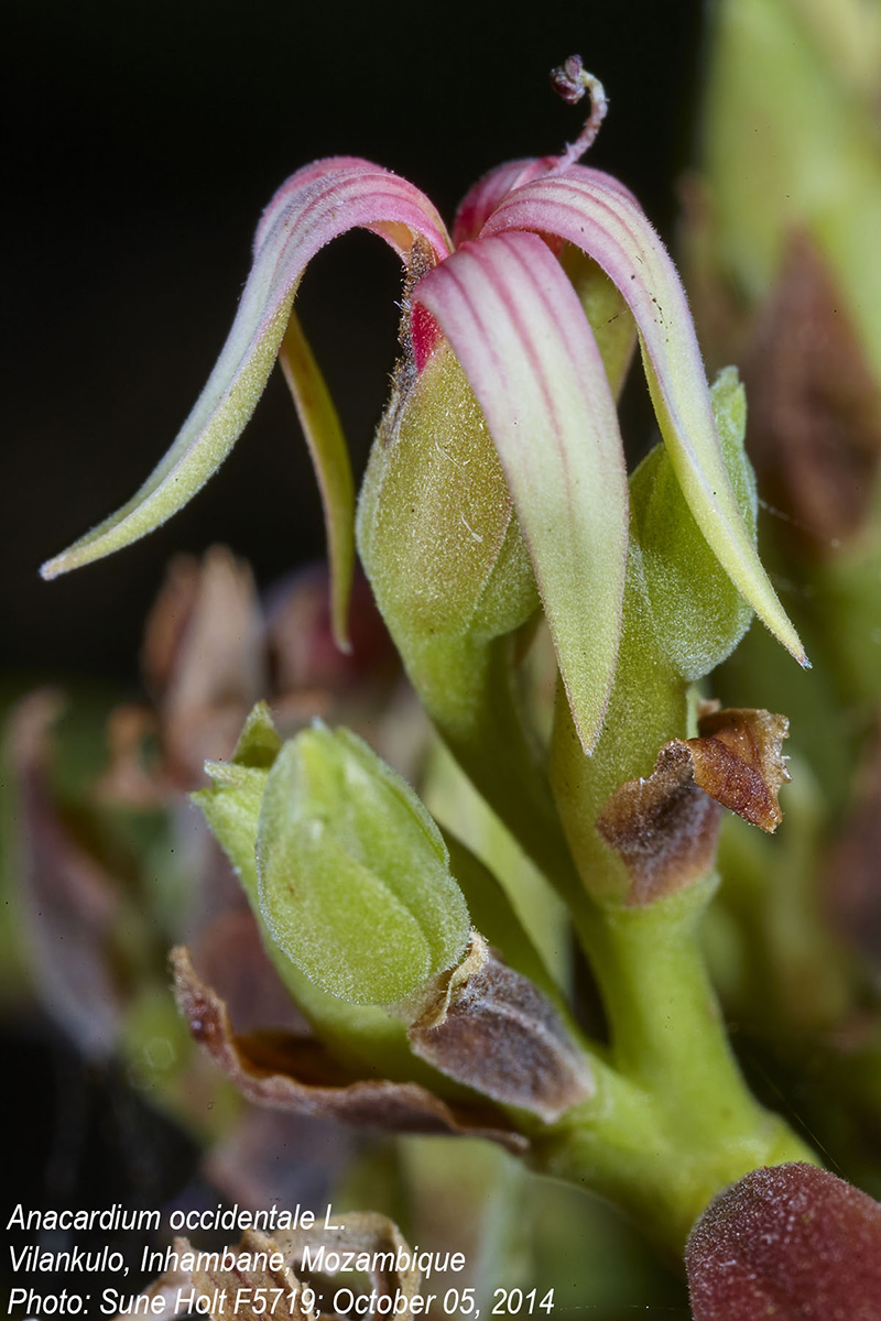 Anacardium occidentale