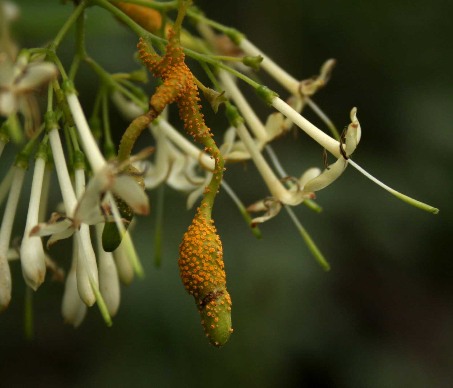 Pavetta gardeniifolia