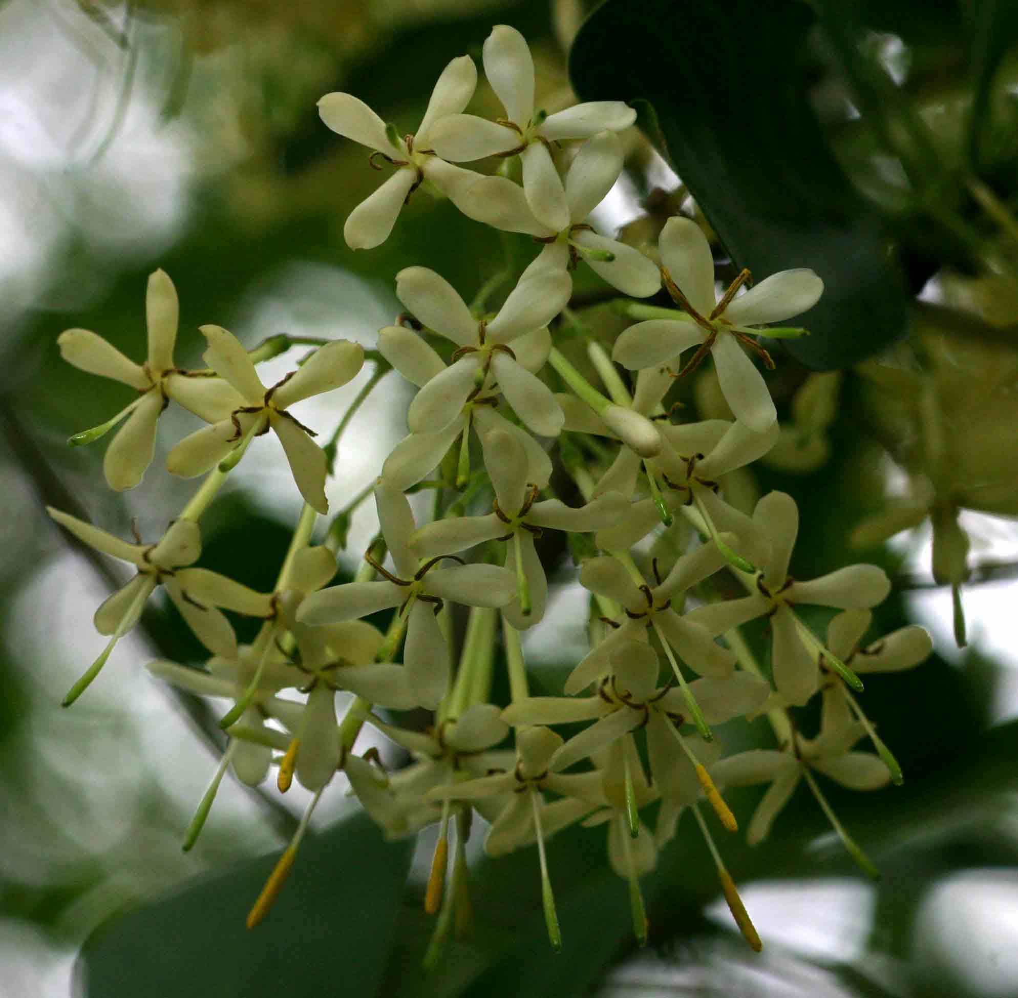 Pavetta gardeniifolia