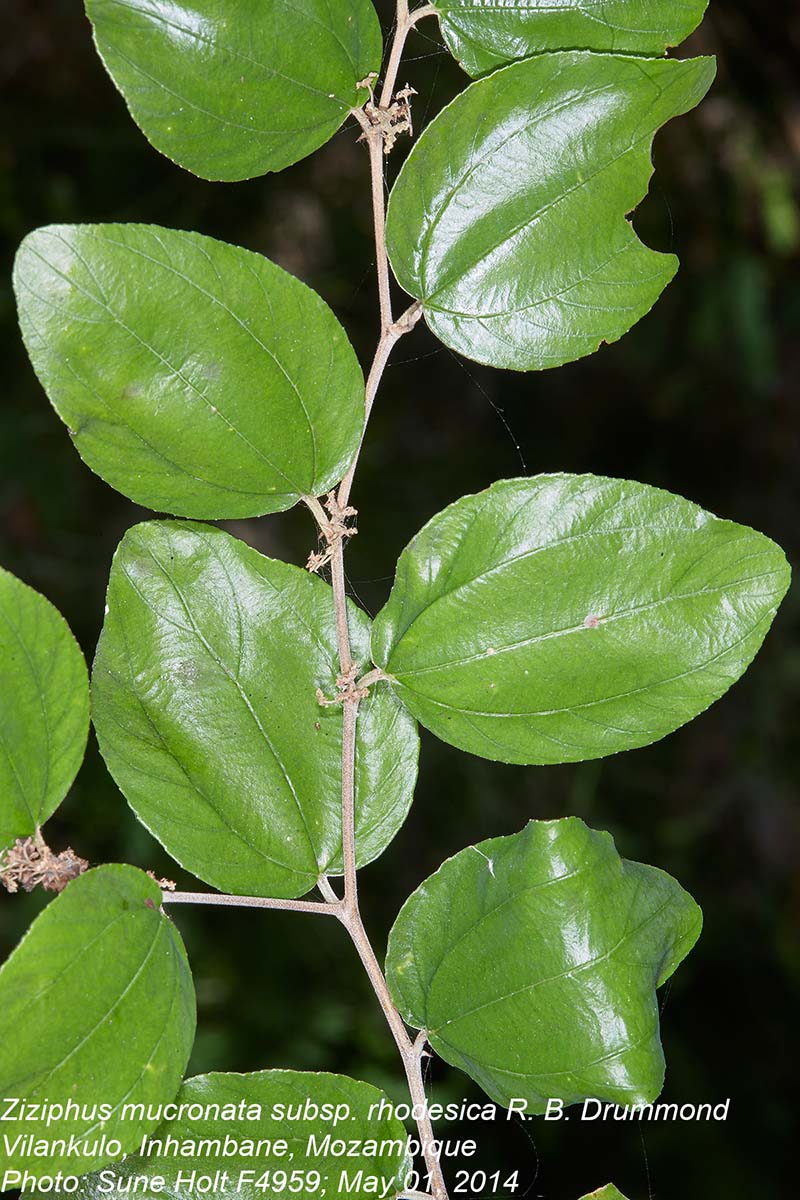 Ziziphus mucronata