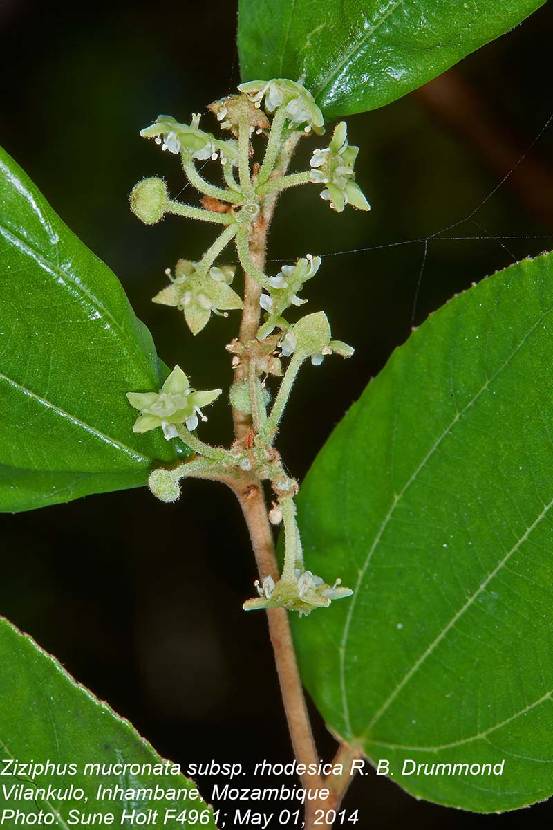 Ziziphus mucronata