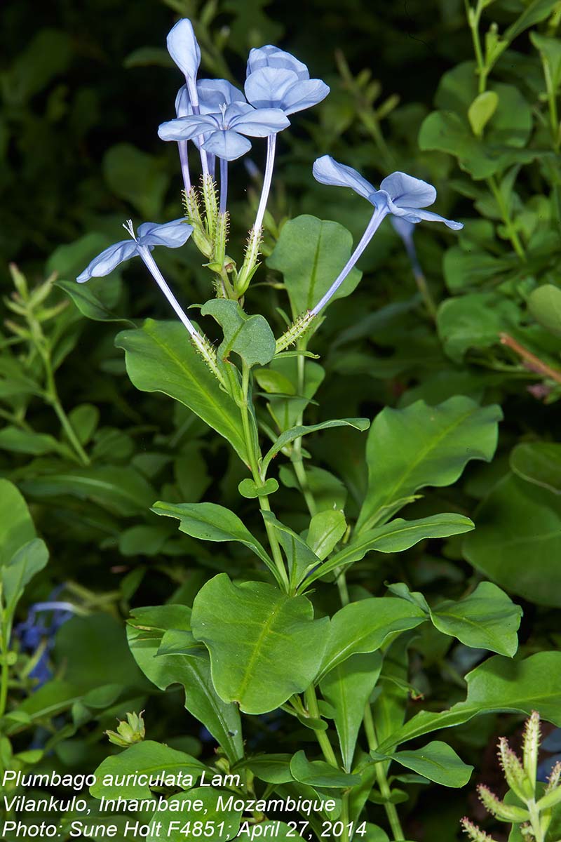 Plumbago auriculata