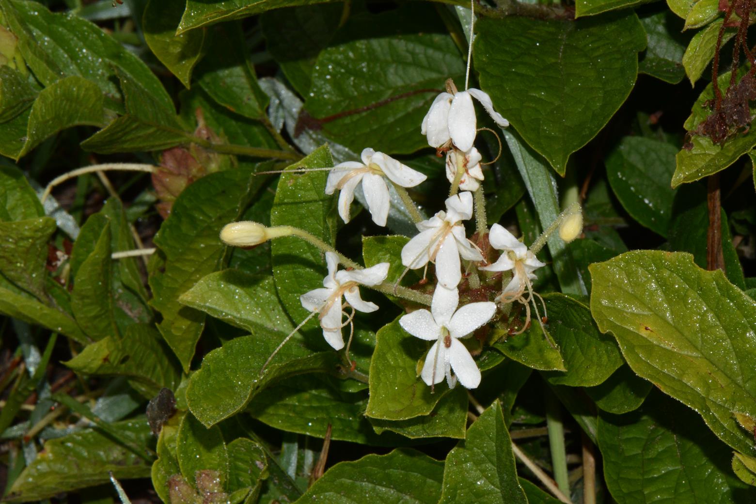 Clerodendrum buchneri