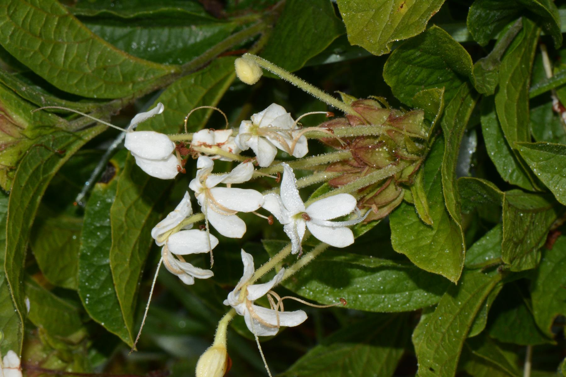 Clerodendrum buchneri