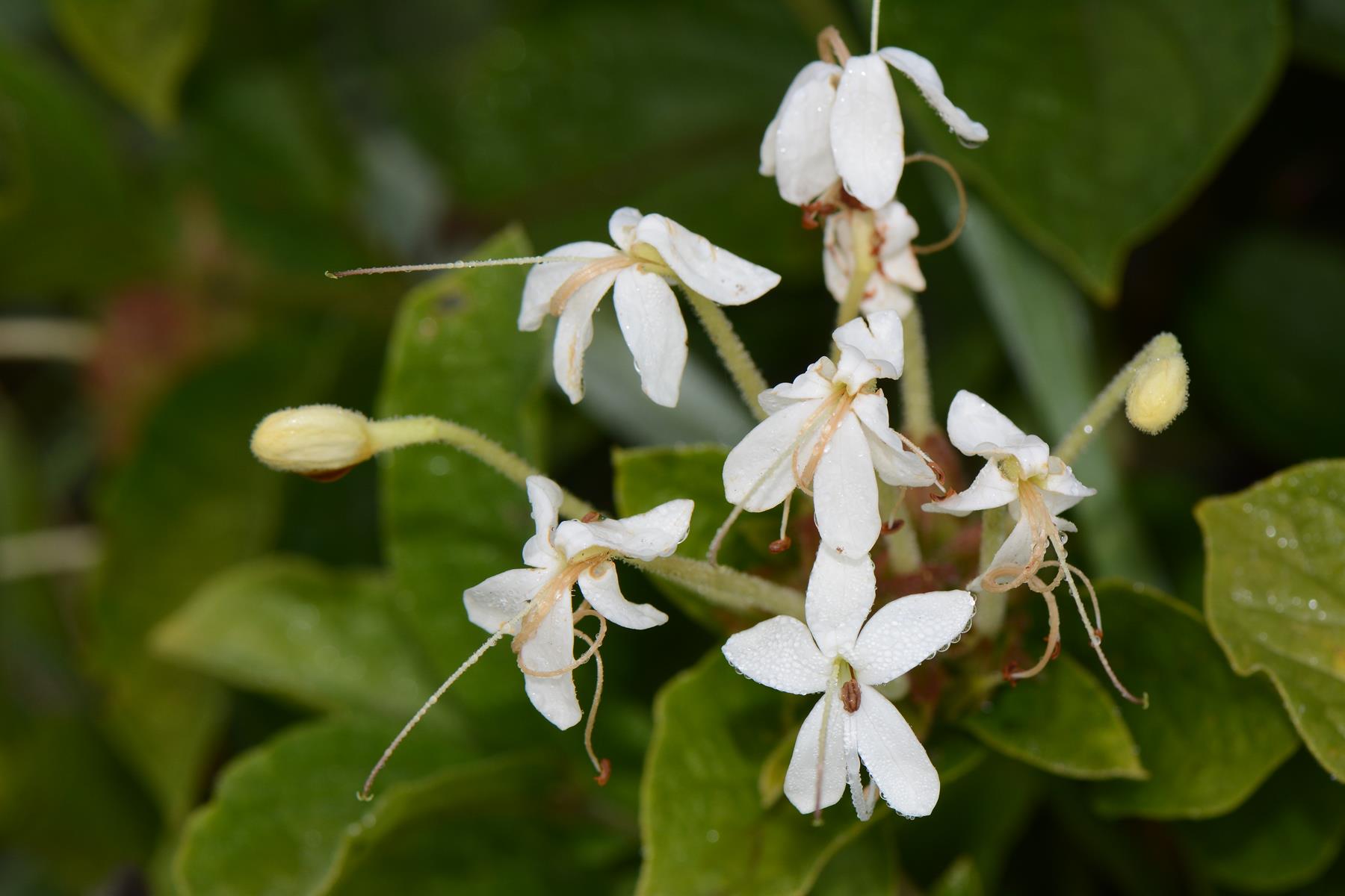 Clerodendrum buchneri