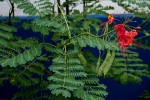 Caesalpinia pulcherrima